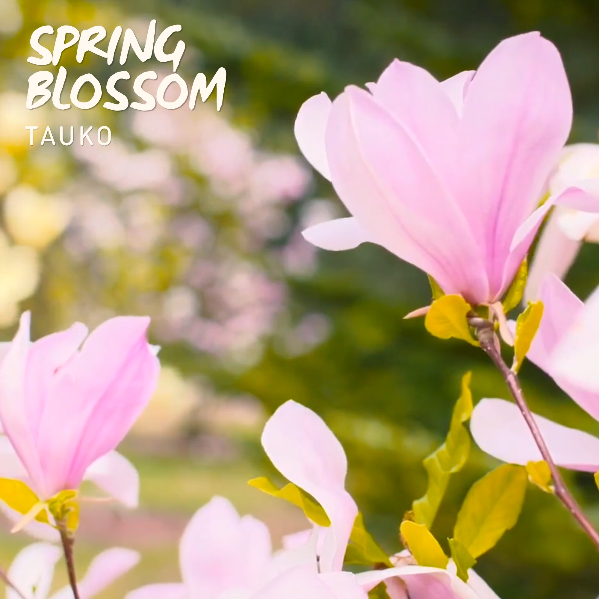 Cover art for Spring Blossom